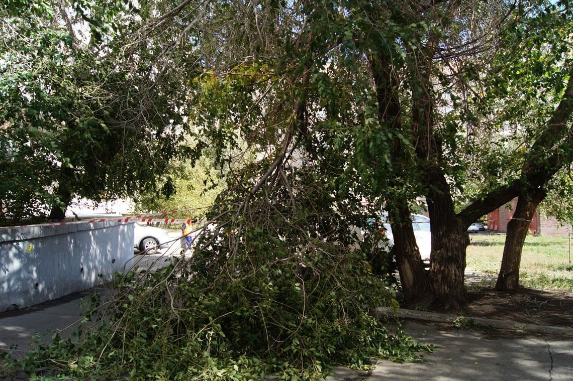 Шквалистый ветер ломает деревья в Магнитогорске. Читатель «МР» пожаловался на коммунальные службы