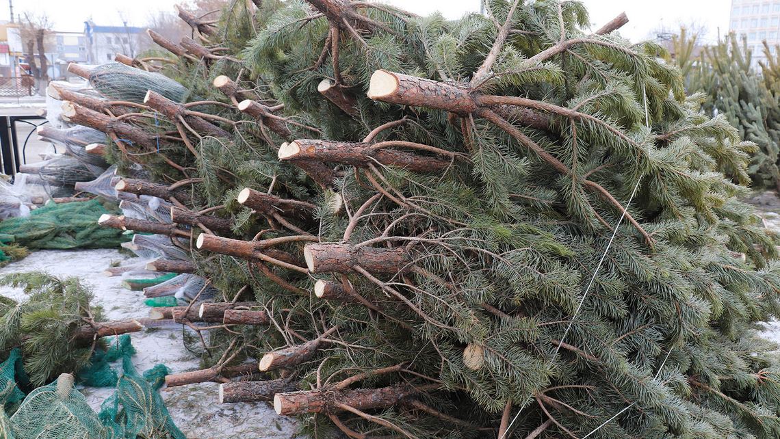 Живые елки незаконно продавали в Магнитогорске