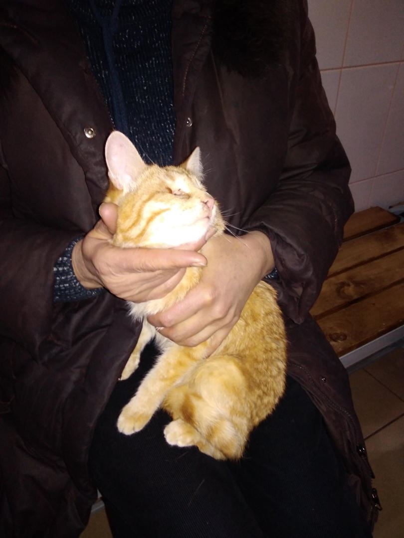 «Пушистое  наследство». Умершая жительница Магнитогорска осиротила два десятка кошек