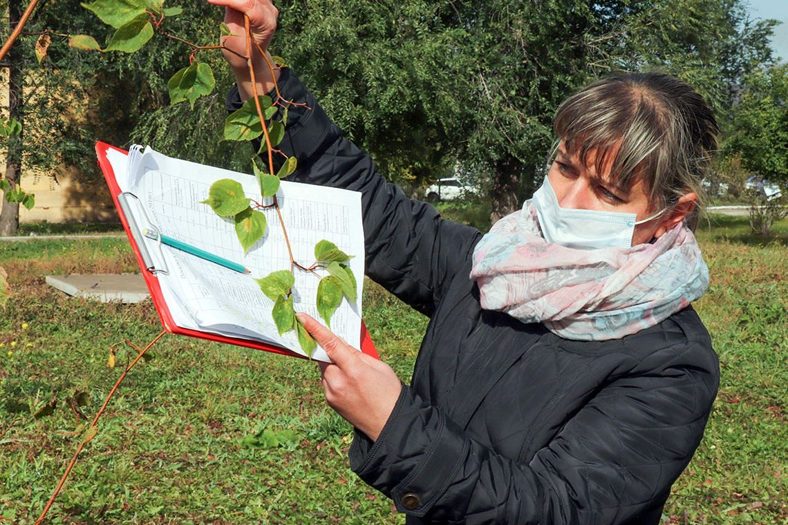 Здоровы ли саженцы? В Магнитогорске молодые деревья проверят на приживаемость