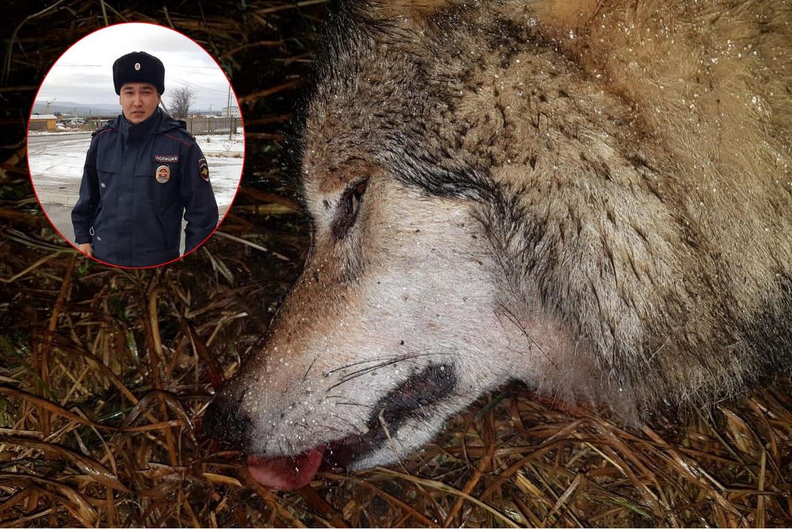 Волк пытался загрызть 4 человек. Разъяренный зверь напал на  жителей Башкирии 