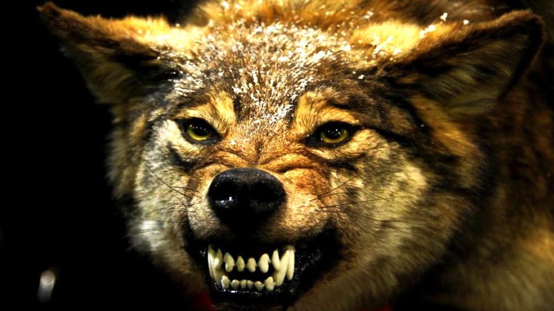Волк пытался загрызть 4 человек. Разъяренный зверь напал на жителей Башкирии