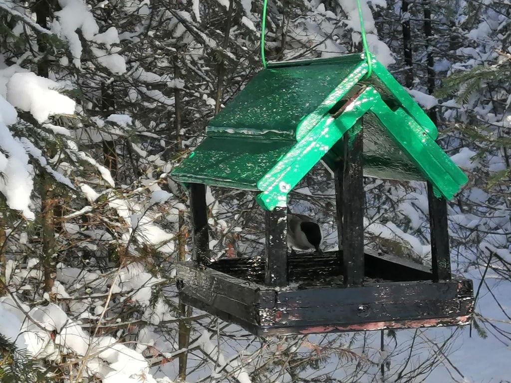 На Урале начался сезон подкормки птиц. Какие «блюда» для пернатых опасны