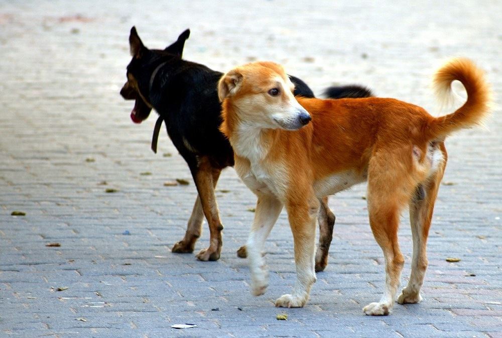 Владельцев собак в Магнитогорске ждут штрафы за неправильный выгул животных