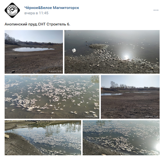 Такая ситуация по всей области. Стали известны причины гибели рыбы в Магнитогорске