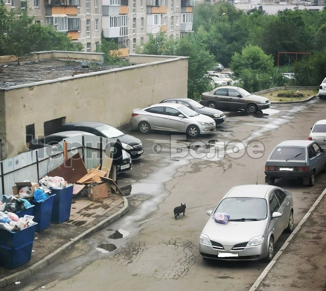 Мусор высыпали на припаркованный автомобиль в Магнитогорске