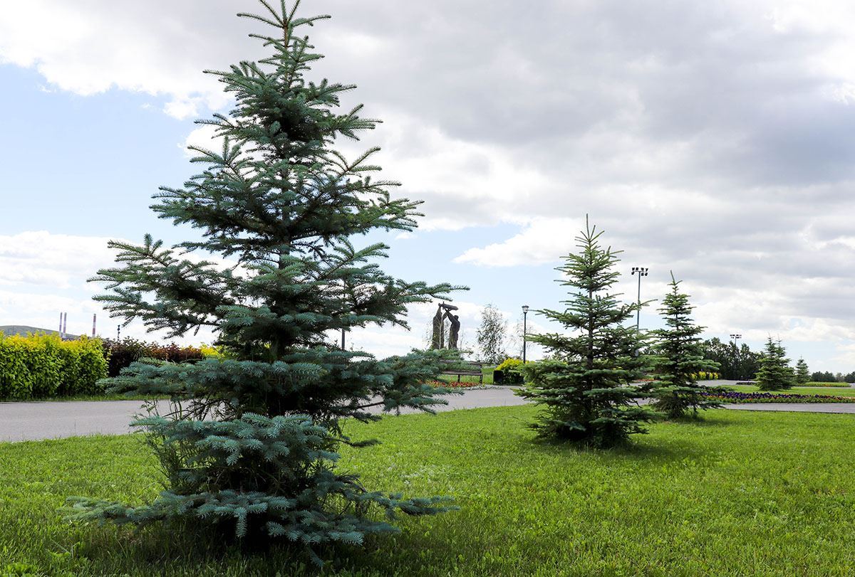Как здоровье, саженцы? Более 550 деревьев высадили в Магнитогорске с начала года