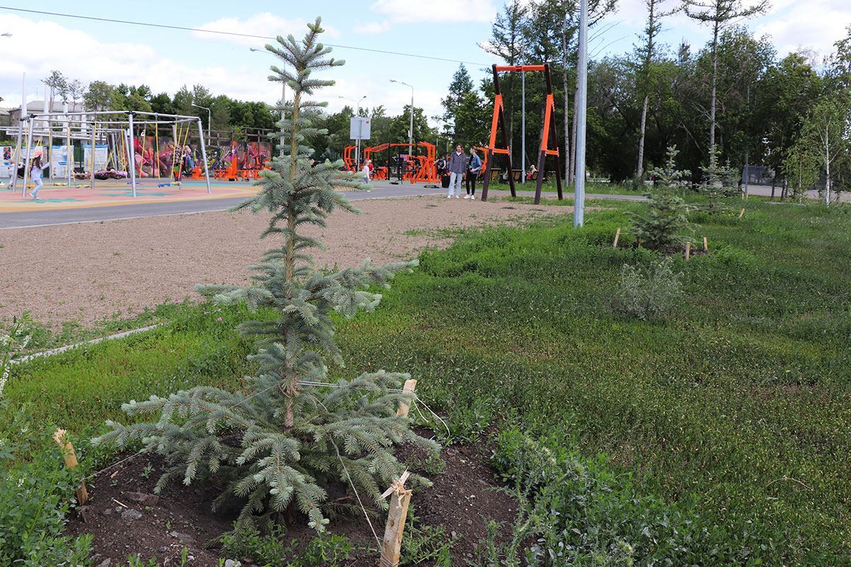 Как здоровье, саженцы? Более 550 деревьев высадили в Магнитогорске с начала года