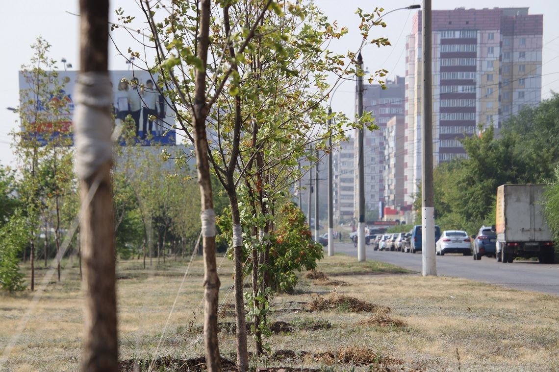 Чтобы не засохли. Как часто поливают деревья на улицах Магнитогорска?