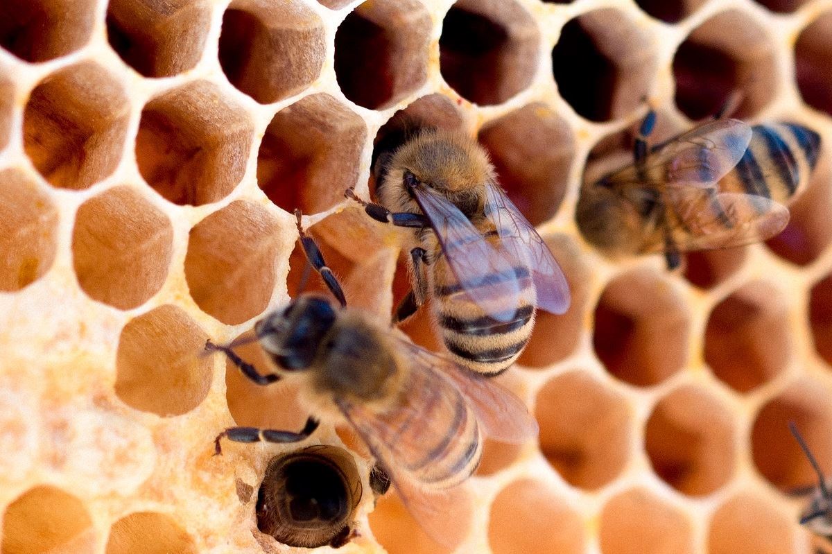 Трудолюбивые спасители мира. 11 интересных фактов о пчелах