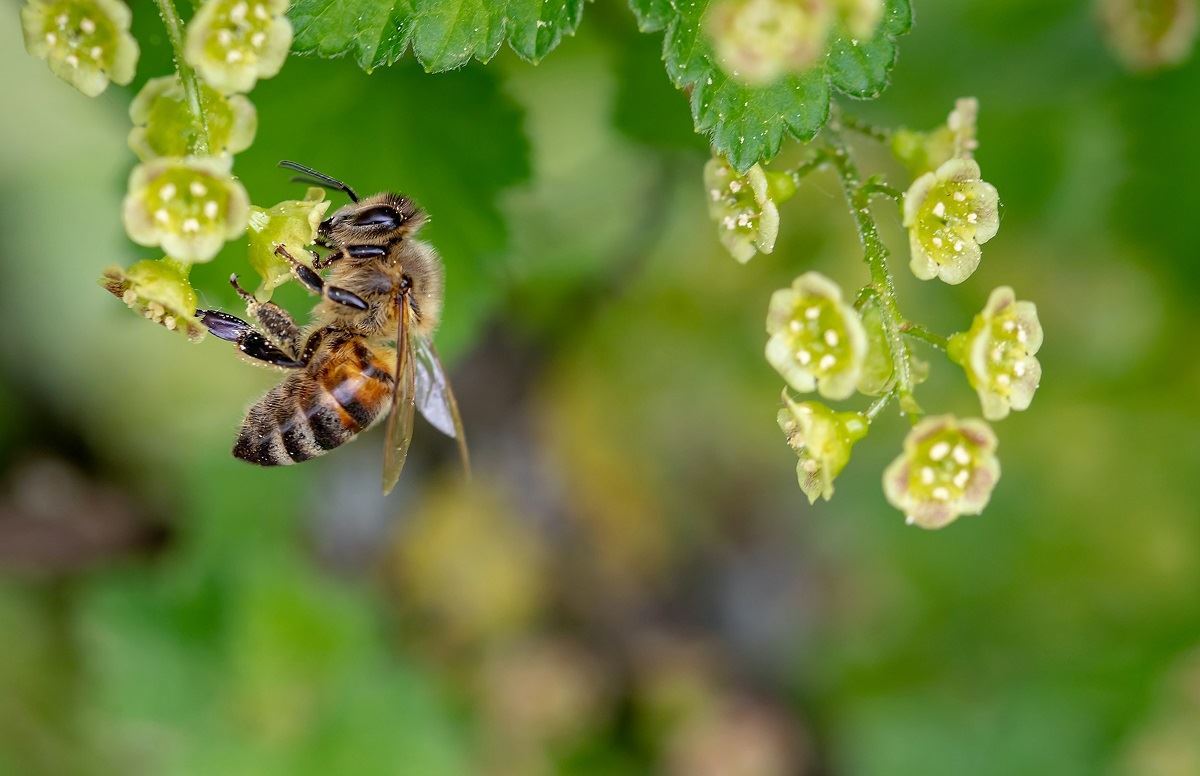 Трудолюбивые спасители мира. 11 интересных фактов о пчелах