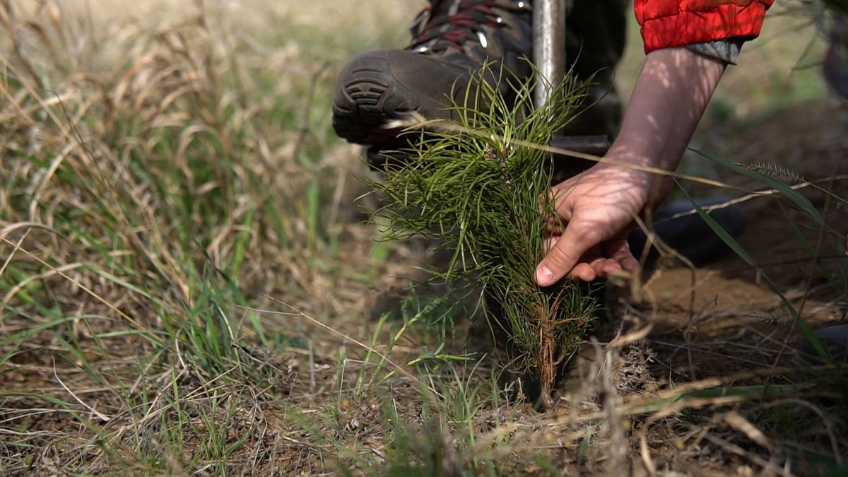 Что мы сажаем, сажая леса? Активисты из Магнитогорска участвуют в акции "Сокращение углеродного следа"