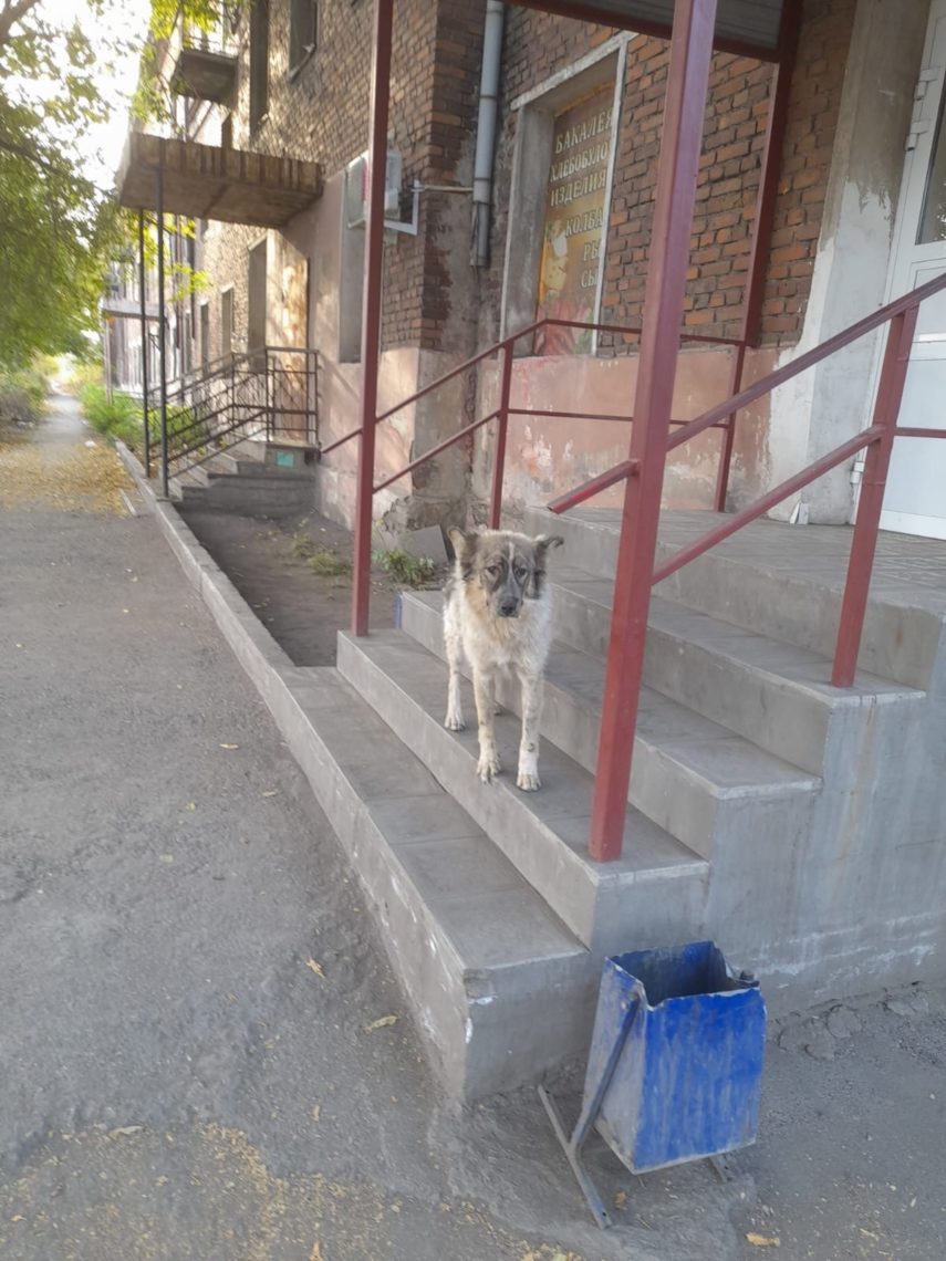 Собаку вытащили из колодца в Магнитогорске. На помощь псу пришли работники ММК