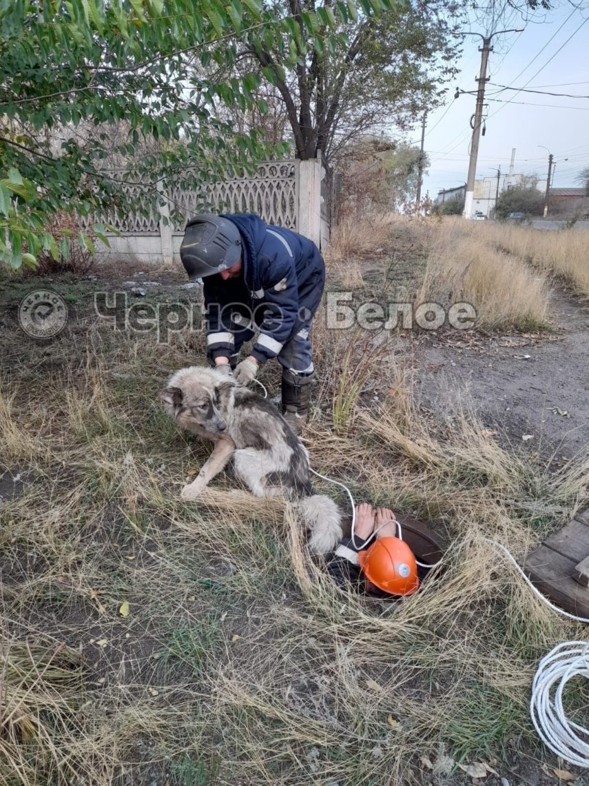 Собаку вытащили из колодца в Магнитогорске. На помощь псу пришли работники ММК