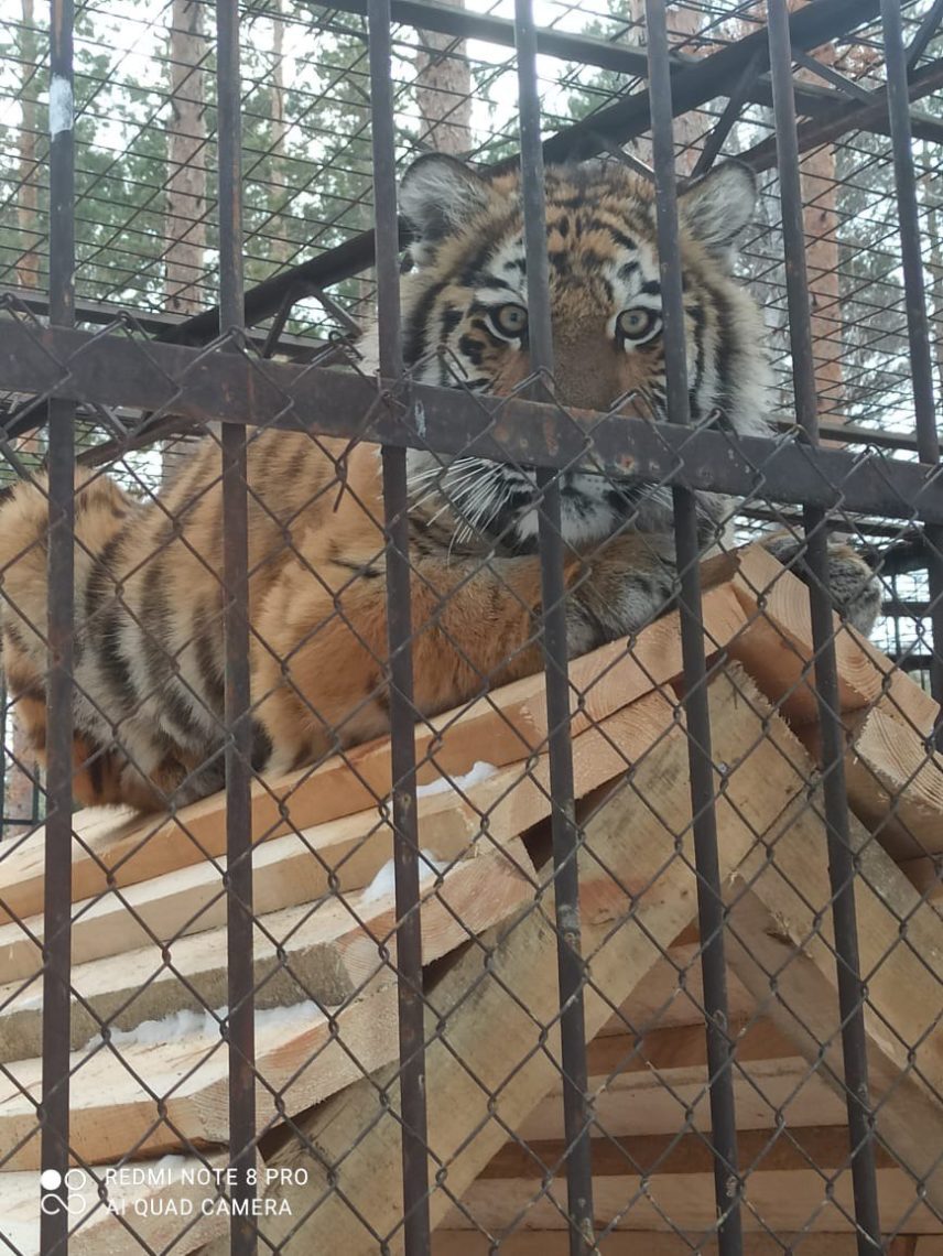Тигрята поселились в Абзаково. Новые жильцы прибыли в зоопарк под Магнитогорском в Год тигра