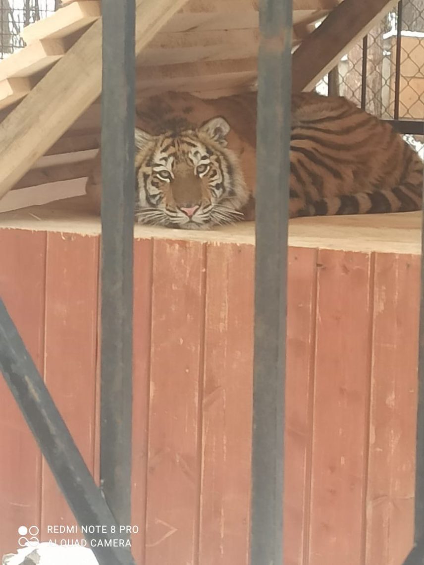 Тигрята поселились в Абзаково. Новые жильцы прибыли в зоопарк под Магнитогорском в Год тигра