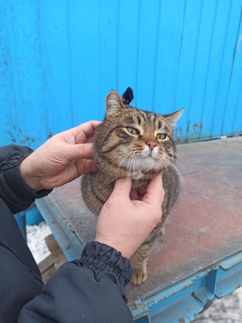 Голодный кот устроил переполох в Магнитогорске. Полосатый нарушитель проник на территорию металлобазы
