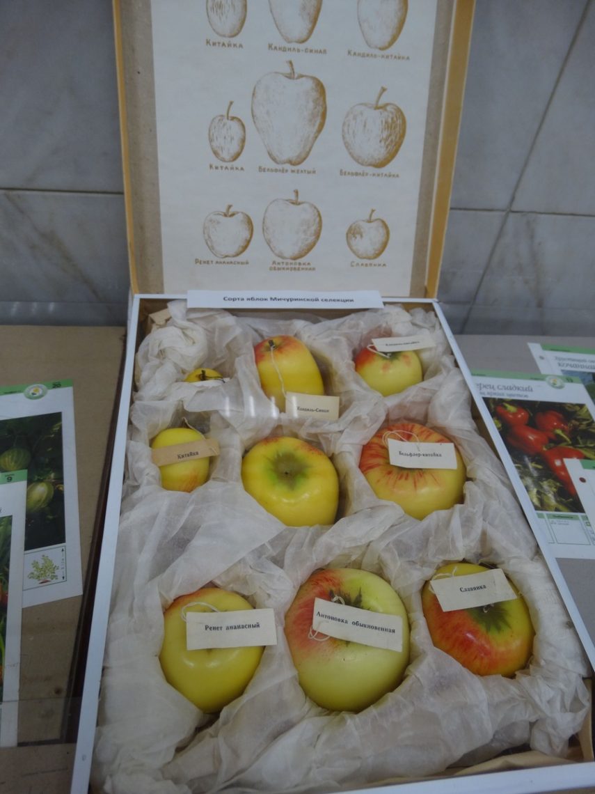 Первые садоводы Магнитогорска советовались с Иваном Мичуриным, как выращивать яблоки