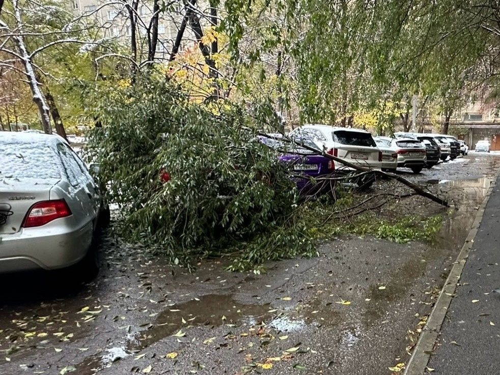 Вал деревьев и обрыв проводов. Последствия сильного снегопада в Магнитогорске  