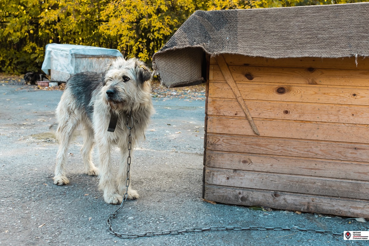 Магнитогорские баскетболисты побывали в приюте для бездомных животных «Второй шанс»