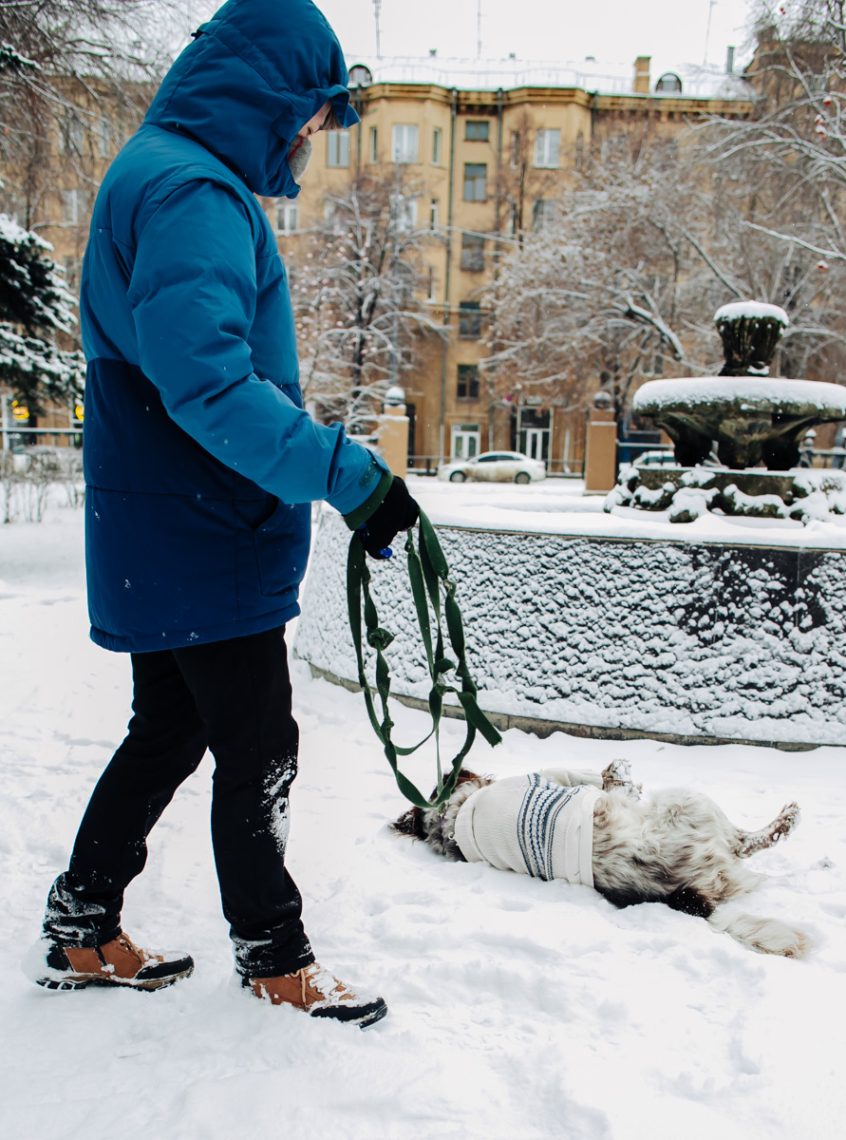Владельцы собак в Магнитогорске рублем отвечают за своих домашних животных